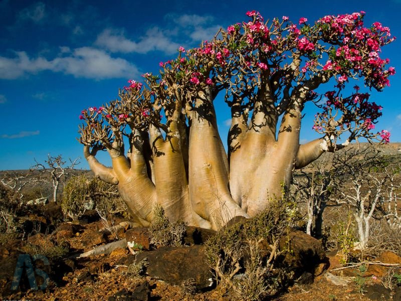 جزیزه سقطرا