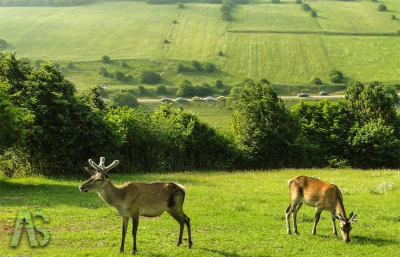 جنگل فندقلو