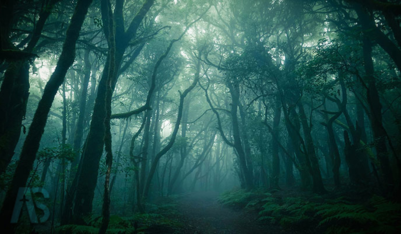 جنگل جیغ مشهد