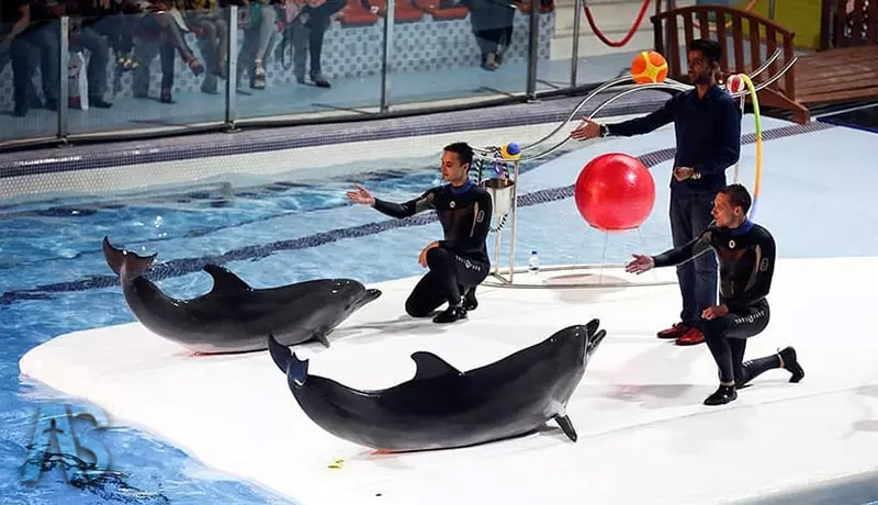 دلفیناریوم برج میلاد