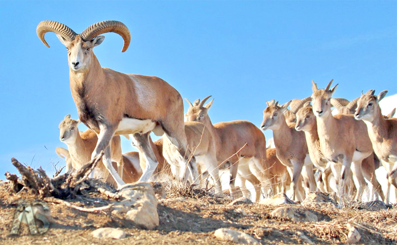 منطقه حفاظت شده شراء