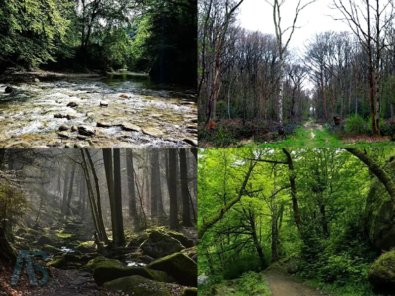 اقامت در جنگل جیغ به چه صورت است؟