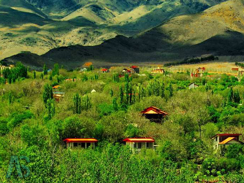 فصل گلاب گیری در کاشان