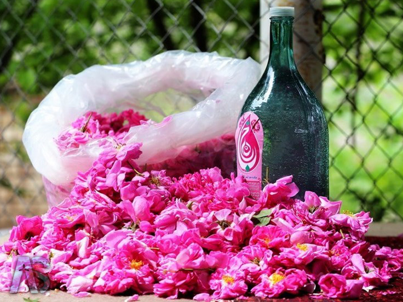 مراسم گلاب گیری کاشان