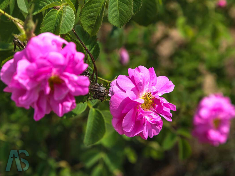 بهترین فصل سفر به کاشان