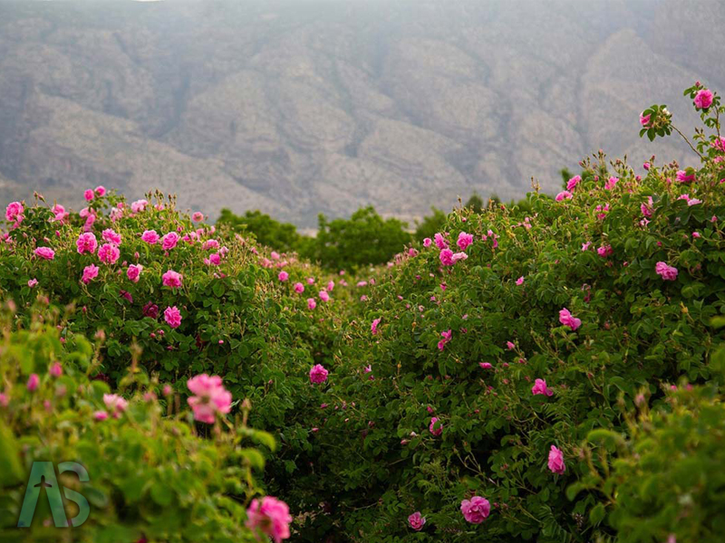 صنعت گلاب گیری