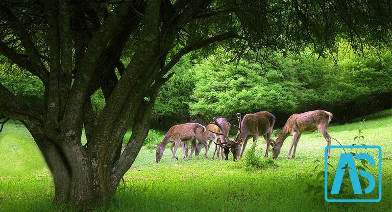 جنگل های ارسباران
