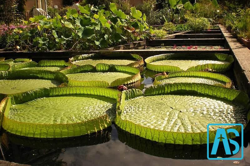 جاذبه های اغ گیاه شناسی تهران