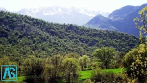 مخمل کوه