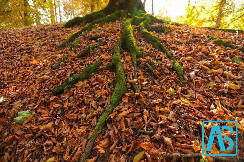 تفریحات در مرداب دیوک کلاردشت