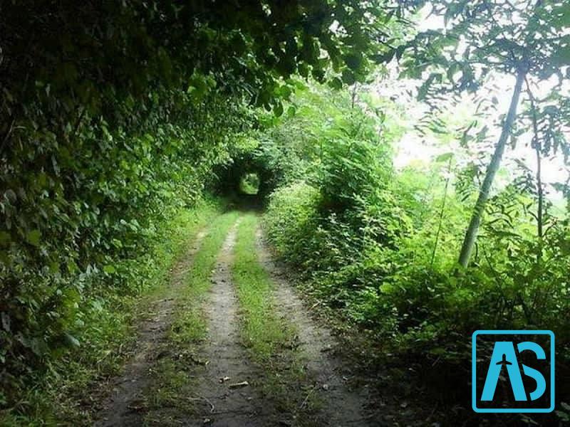 شهرستان املش