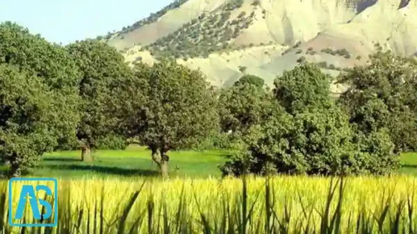 کوه قلاقیران