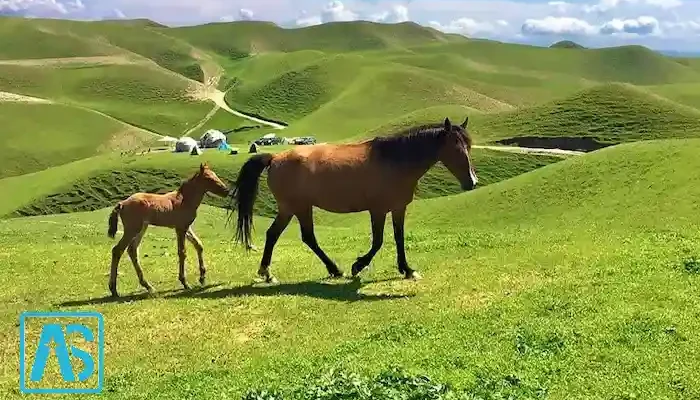 بندرترکمن